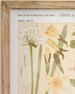 Antique Botanical Study II Framed Art