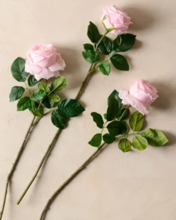 Austin Rose Stem