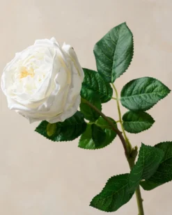 Austin Rose Stem