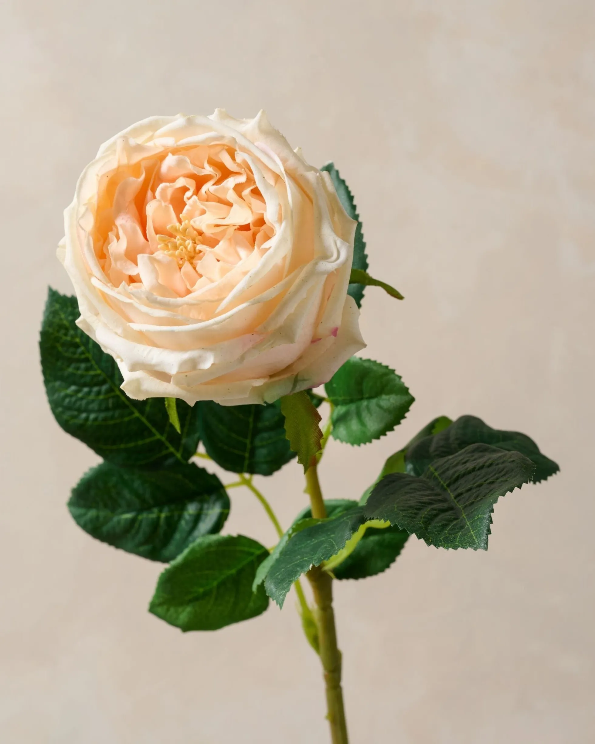 Austin Rose Stem