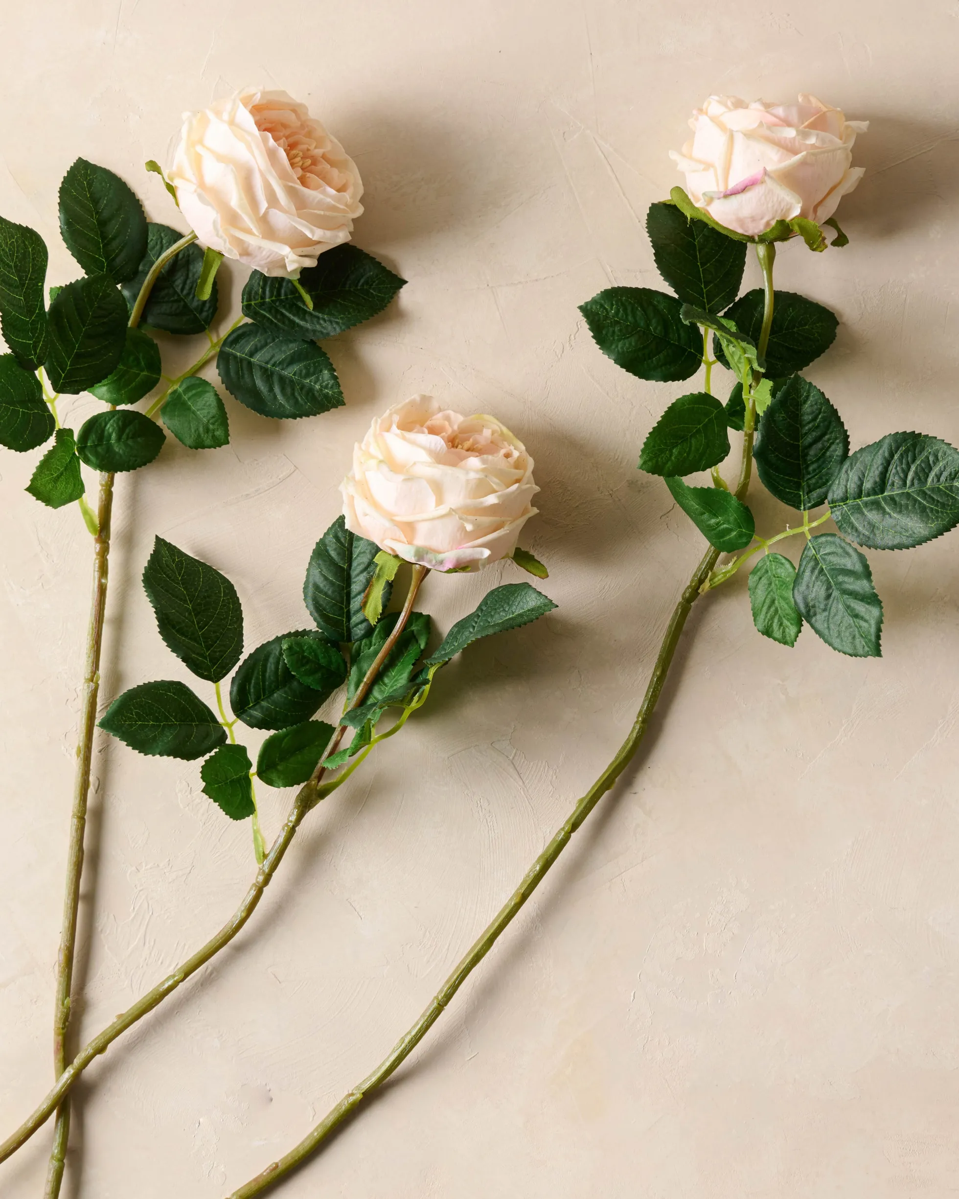 Austin Rose Stem