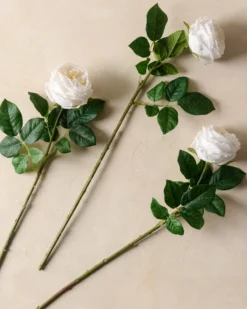 Austin Rose Stem
