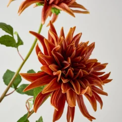 Autumnal Dahlia