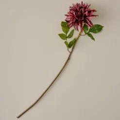 Autumnal Dahlia