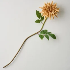 Autumnal Dahlia