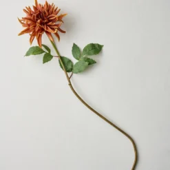 Autumnal Dahlia