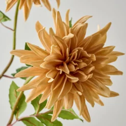 Autumnal Dahlia