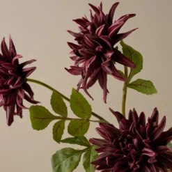 Autumnal Dahlia