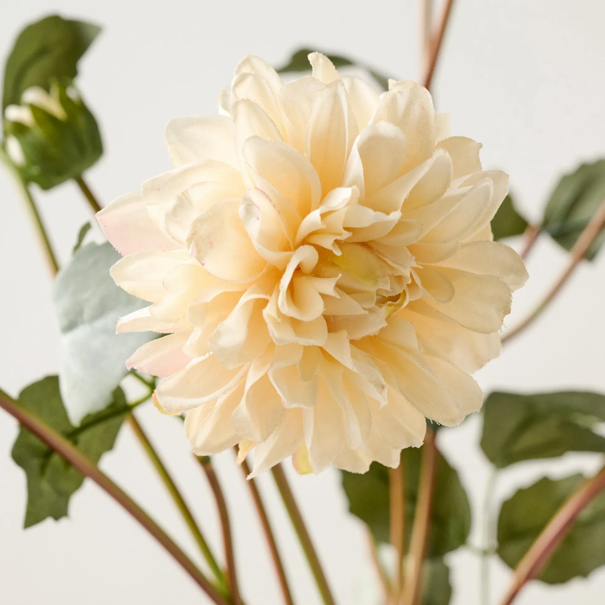 Dahlia Bloom Bundle