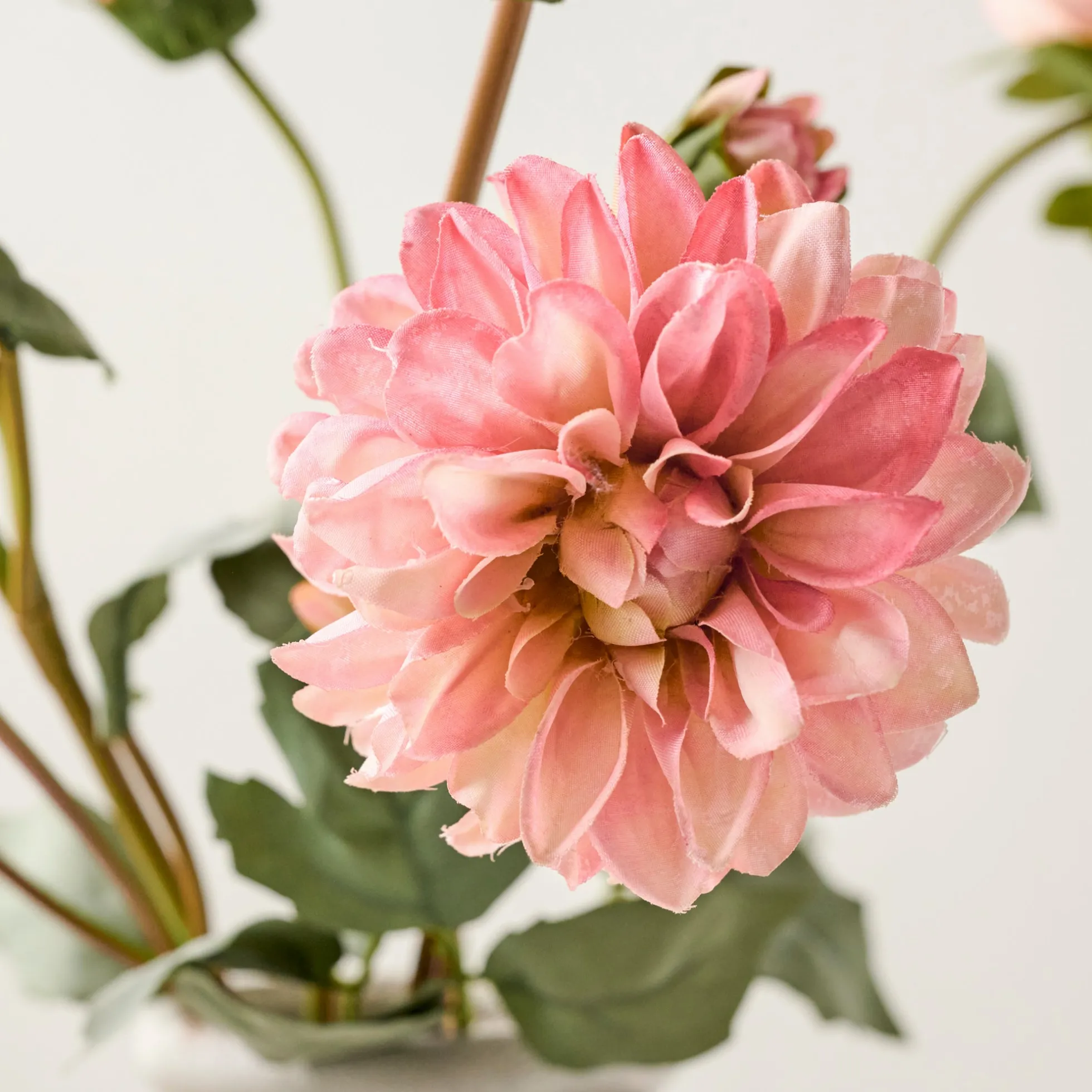 Dahlia Bloom Bundle