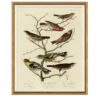 Finches on Branches