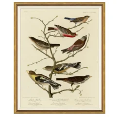 Finches on Branches
