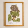 Fresh Blackberry Botanical Framed Print