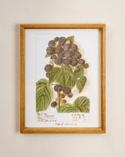 Fresh Blackberry Botanical Framed Print