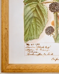 Fresh Blackberry Botanical Framed Print