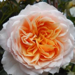 Ginger Syllabubâ„¢ Rose Bush