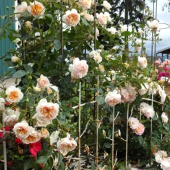 Ginger Syllabub™ Rose Bush