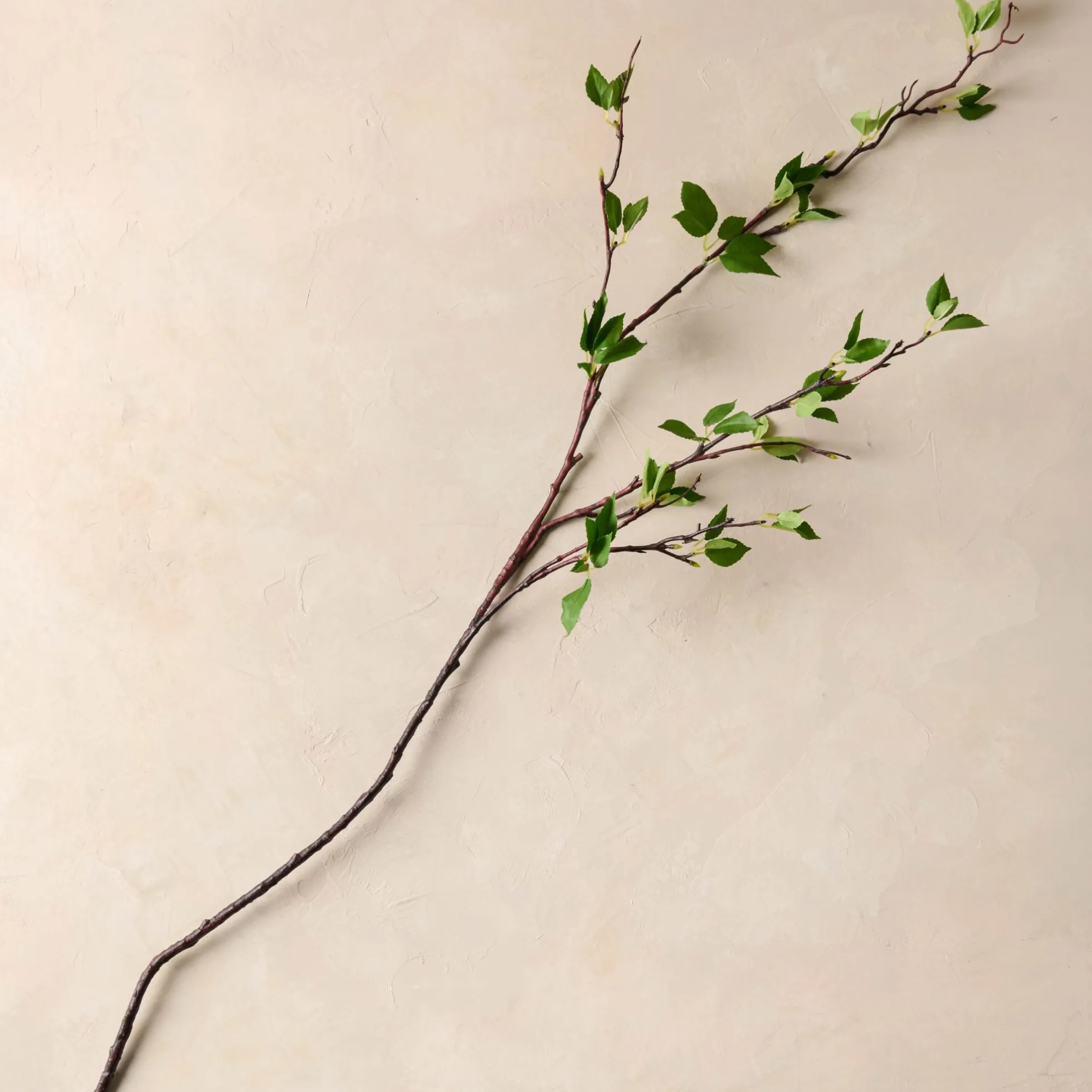 Green Leaf Branch
