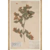Herbarium Specimen I