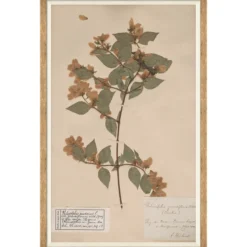 Herbarium Specimen I