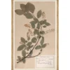 Herbarium Specimen II