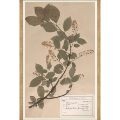Herbarium Specimen II