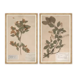 Herbarium Specimen II