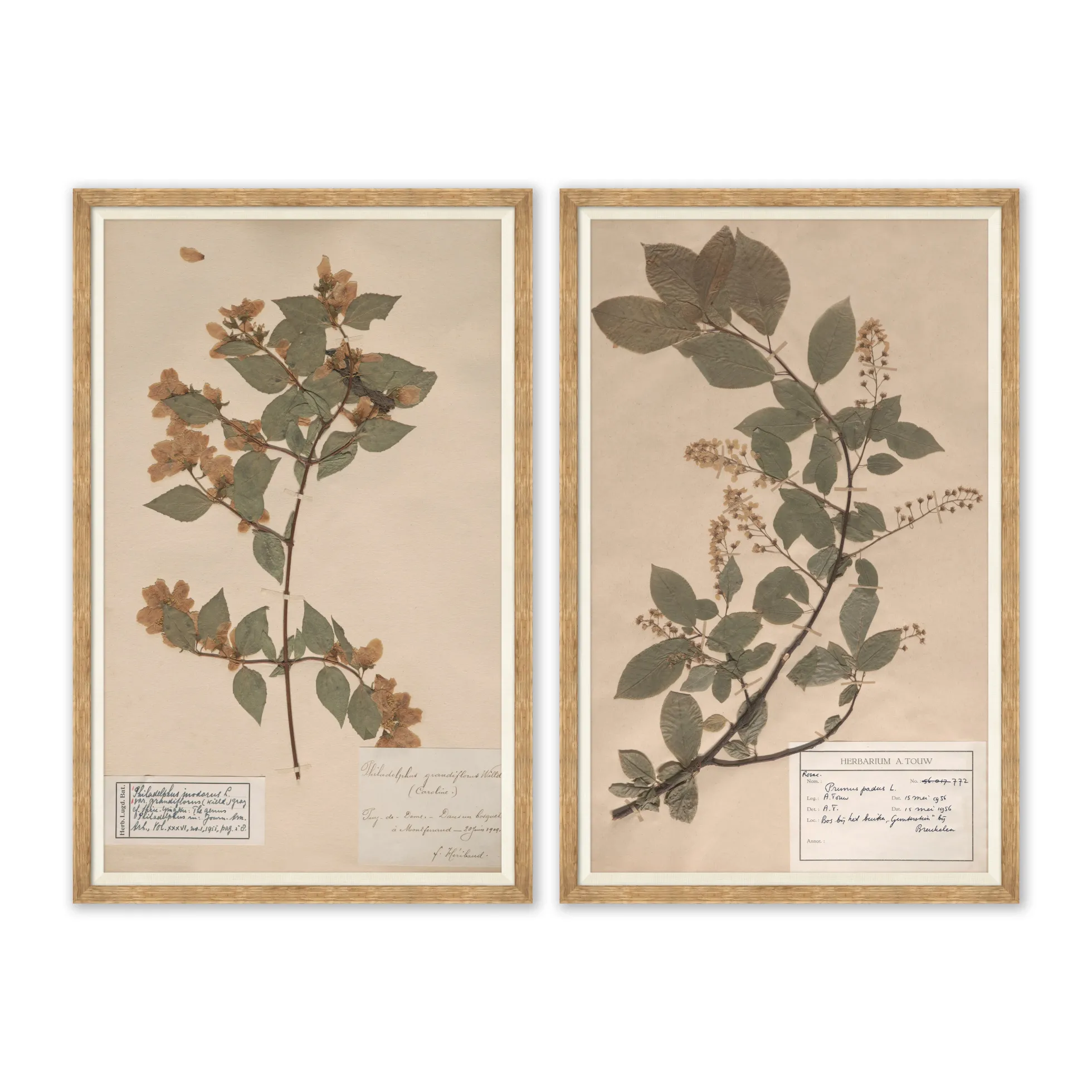 Herbarium Specimen II