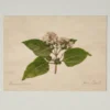 Jo's Hand Pressed Herbarium Prints - "From Crew" '23