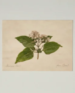Jo's Hand Pressed Herbarium Prints - "From Crew" '23