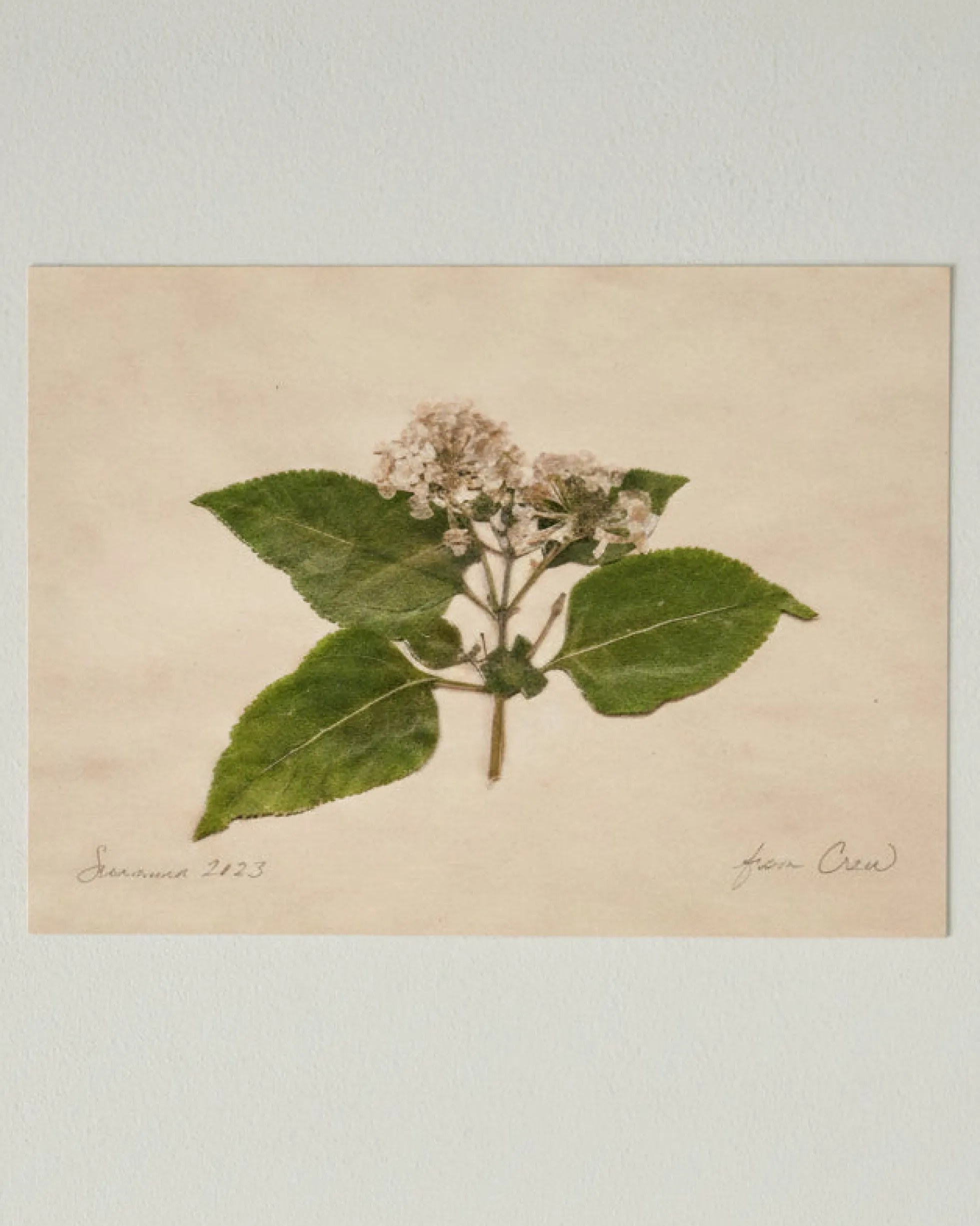 Jo's Hand Pressed Herbarium Prints - "From Crew" '23