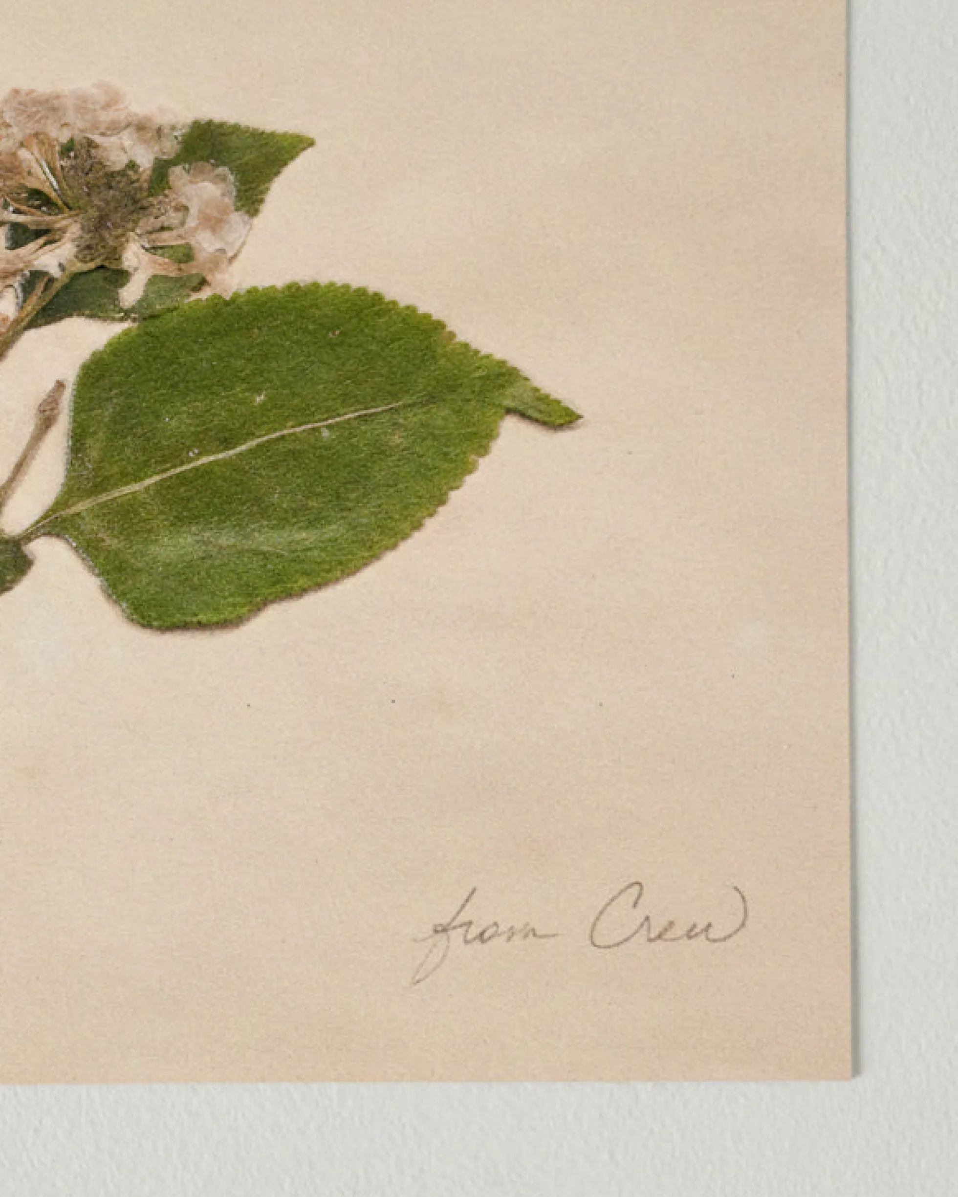 Jo's Hand Pressed Herbarium Prints - "From Crew" '23