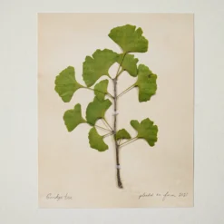 Jo's Hand Pressed Herbarium Prints - Ginkgo Tree '21
