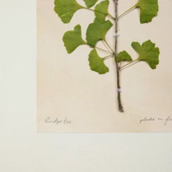 Jo's Hand Pressed Herbarium Prints - Ginkgo Tree '21