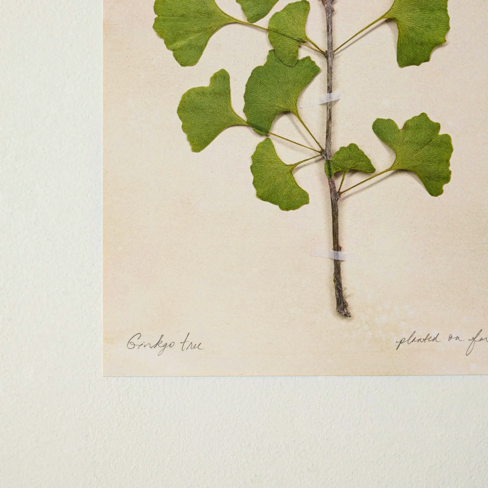 Jo's Hand Pressed Herbarium Prints - Ginkgo Tree '21