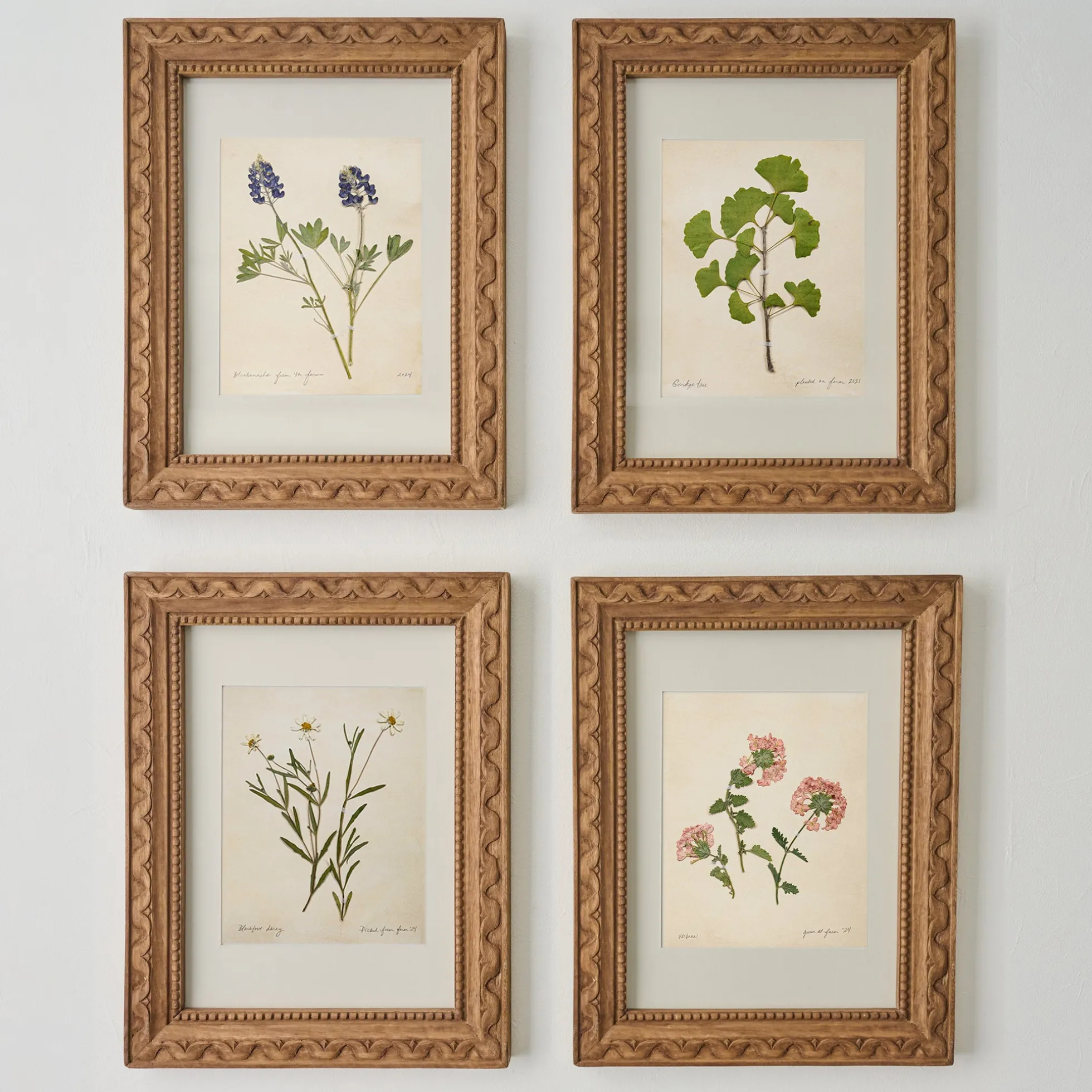 Jo's Hand Pressed Herbarium Prints - Ginkgo Tree '21