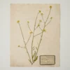 Jo's Hand Pressed Herbarium Prints - Texas Wildflowers I '24