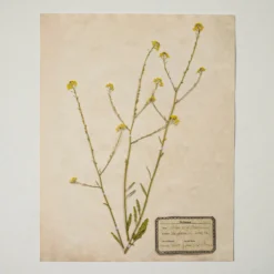 Jo's Hand Pressed Herbarium Prints - Texas Wildflowers I '24