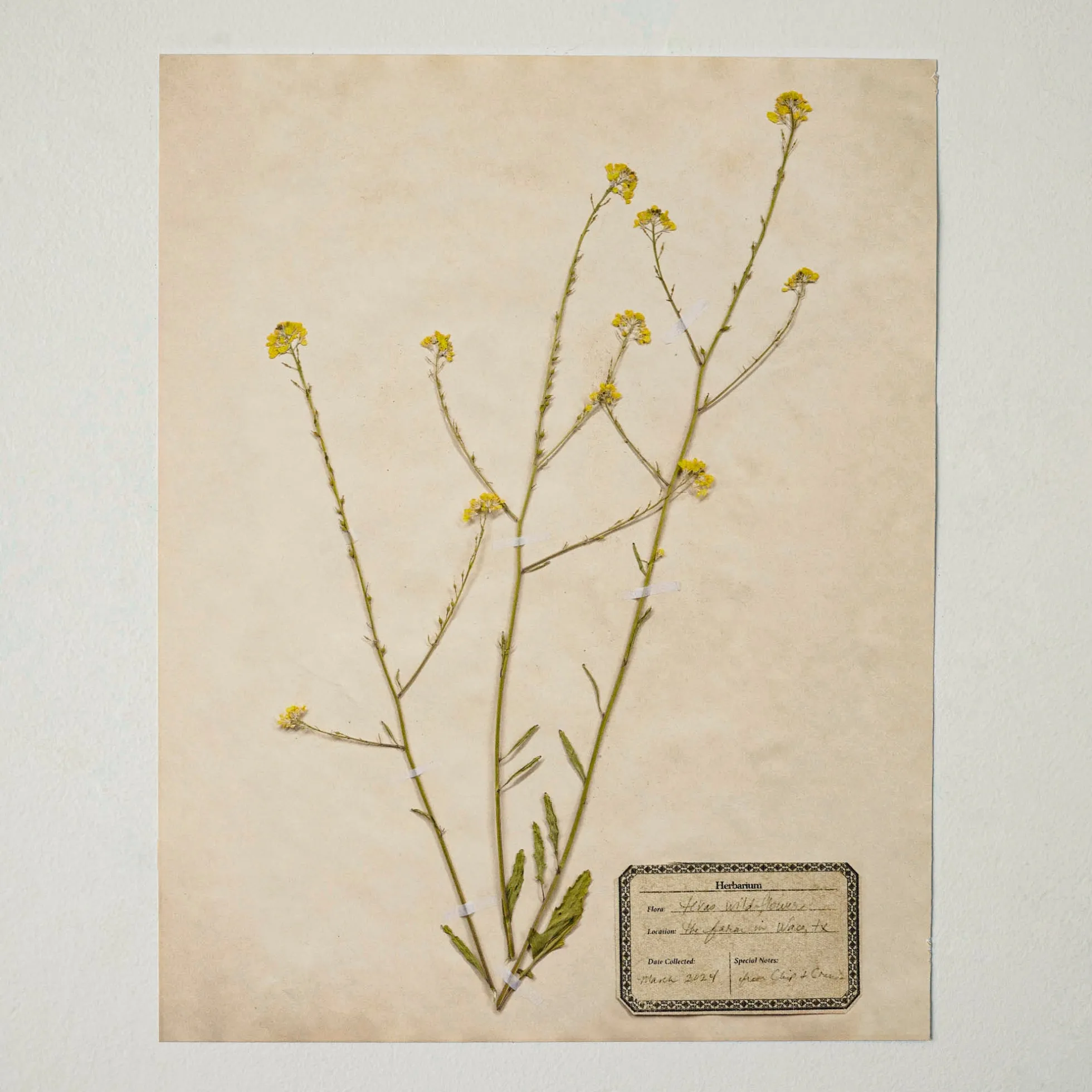 Jo's Hand Pressed Herbarium Prints - Texas Wildflowers I '24