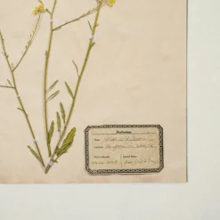 Jo's Hand Pressed Herbarium Prints - Texas Wildflowers I '24