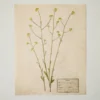 Jo's Hand Pressed Herbarium Prints - Texas Wildflowers II '24