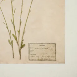 Jo's Hand Pressed Herbarium Prints - Texas Wildflowers II '24
