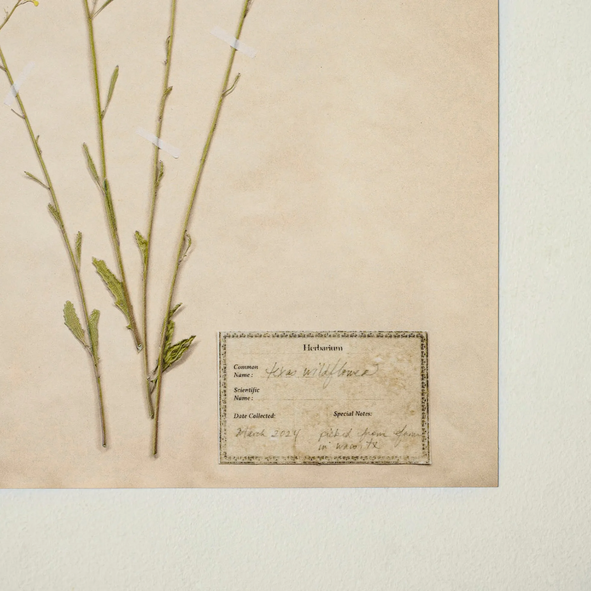 Jo's Hand Pressed Herbarium Prints - Texas Wildflowers II '24