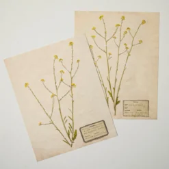 Jo's Hand Pressed Herbarium Prints - Texas Wildflowers II '24