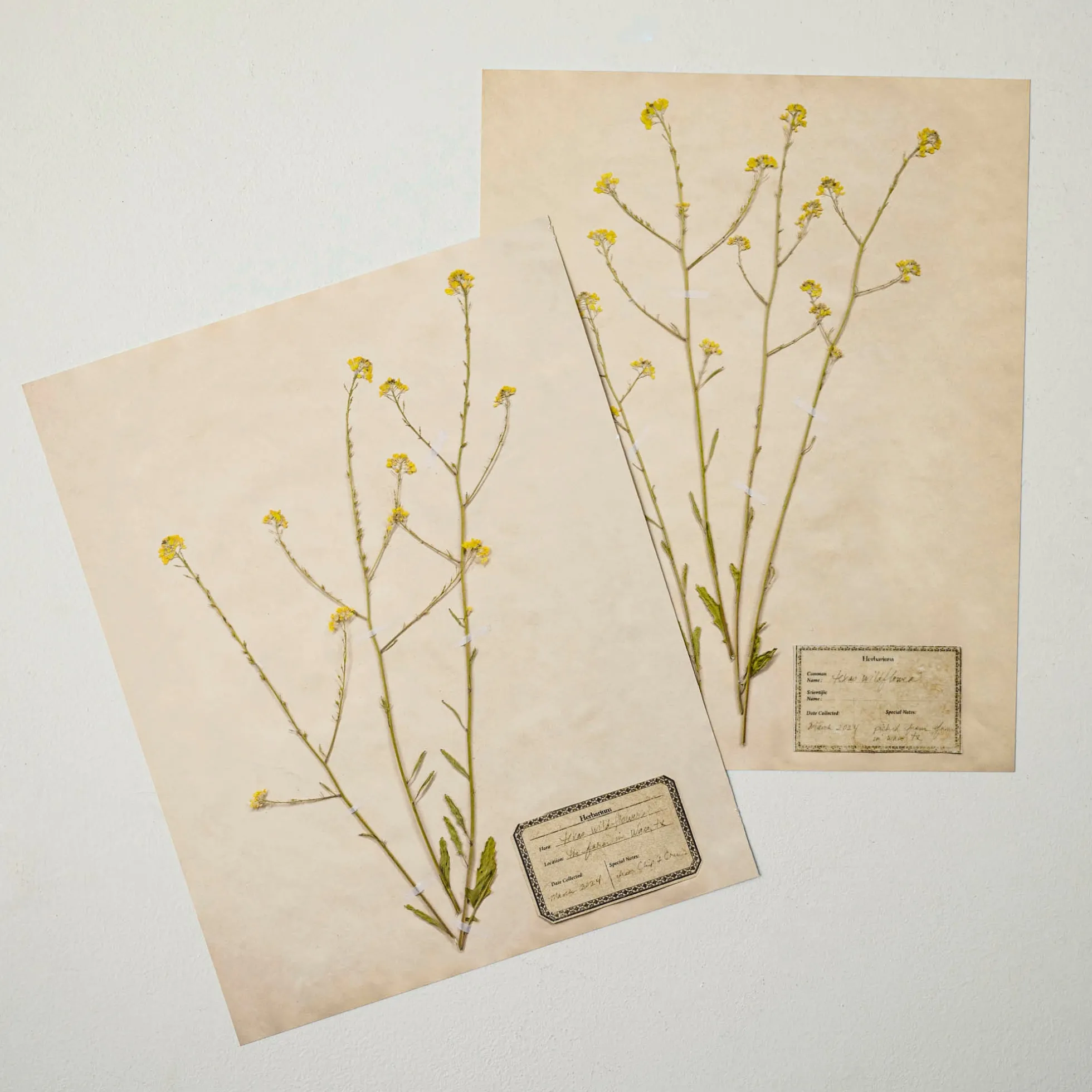 Jo's Hand Pressed Herbarium Prints - Texas Wildflowers II '24