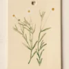 Jo's Herbarium Ceramic Wall Plaque - Collected Daisies