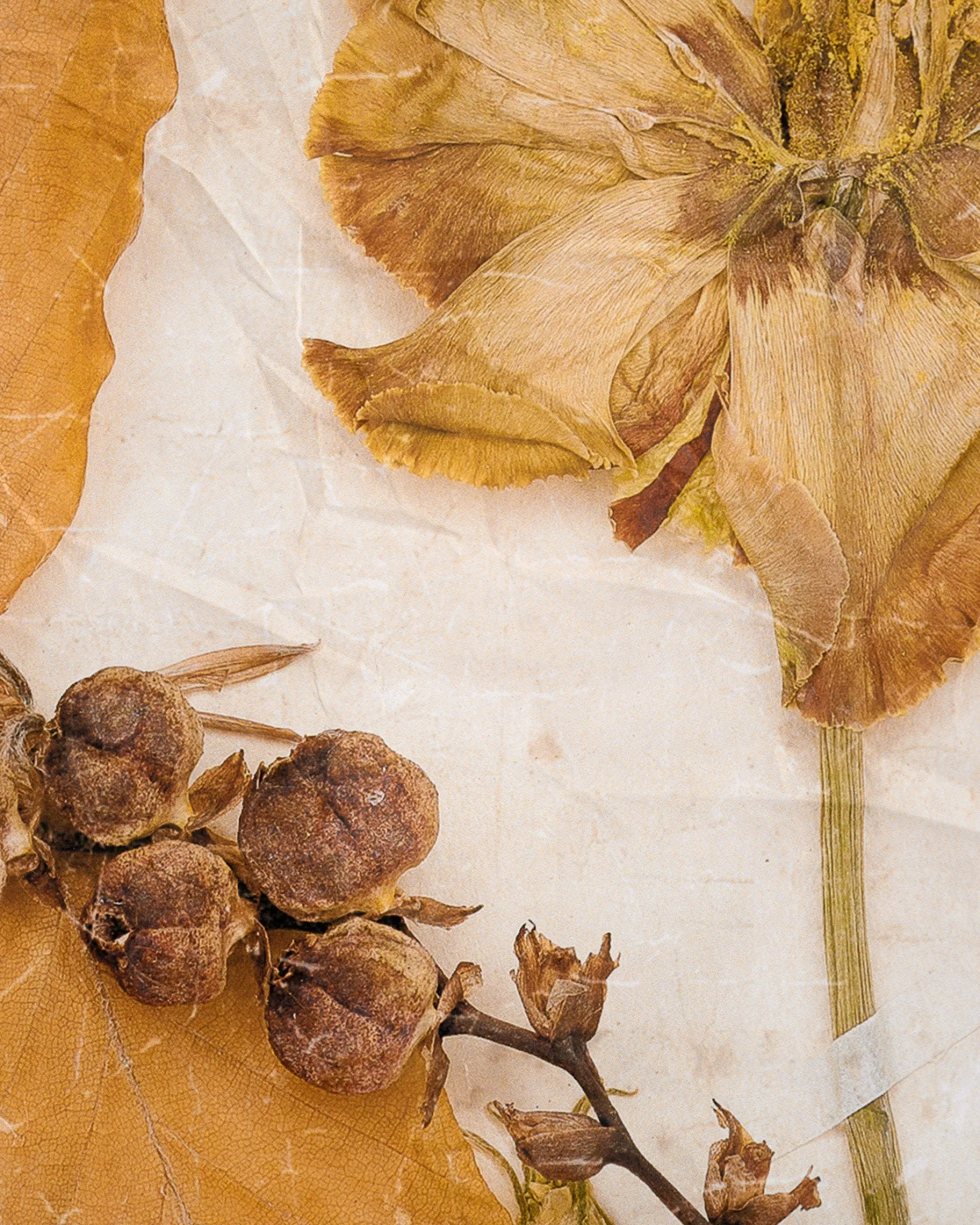 Jo's Herbarium Tapestry
