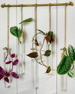 Lila Hanging Glass Wall Vase