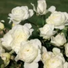 Luna Love™ Rose Bush