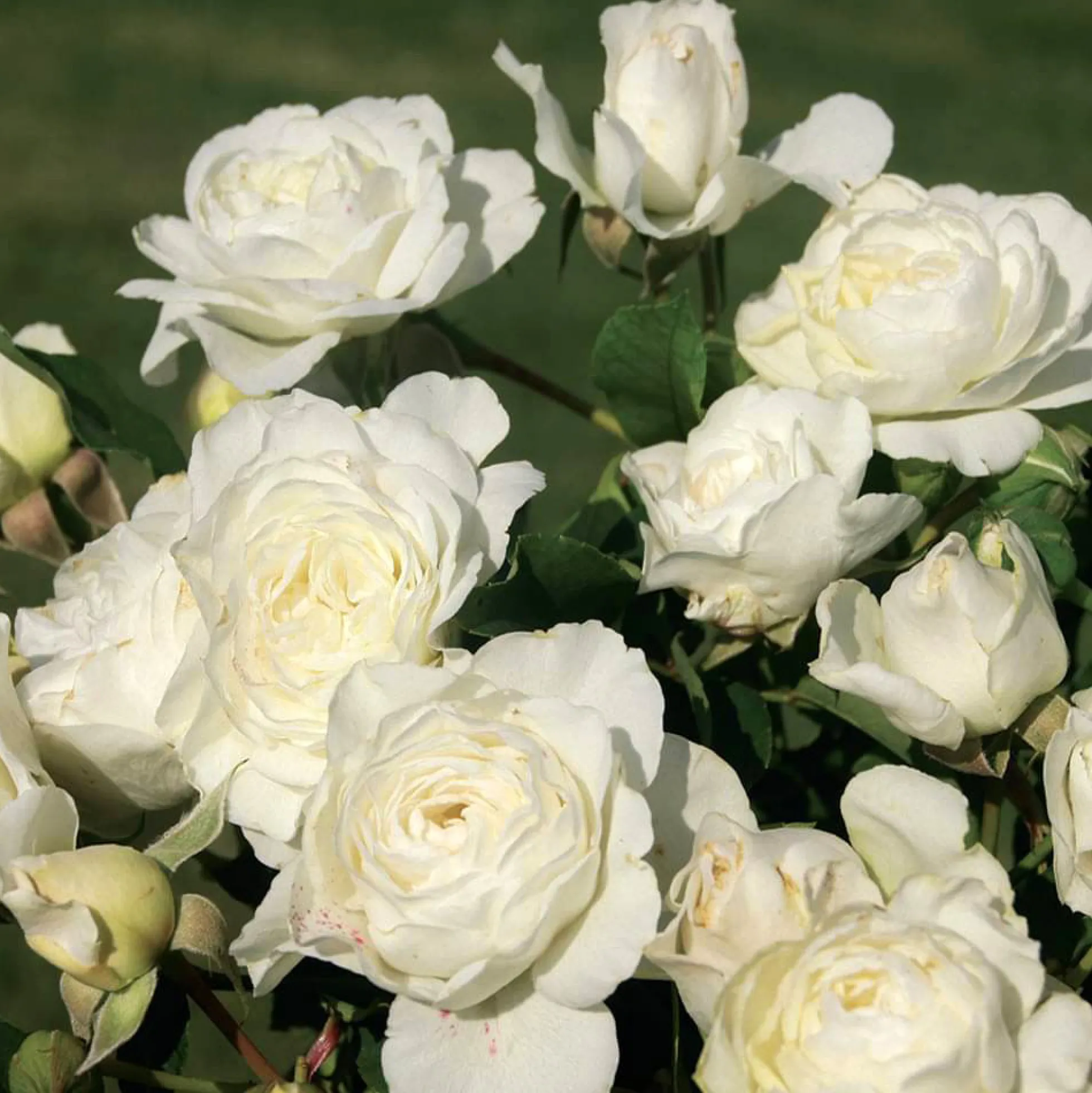 Luna Love™ Rose Bush
